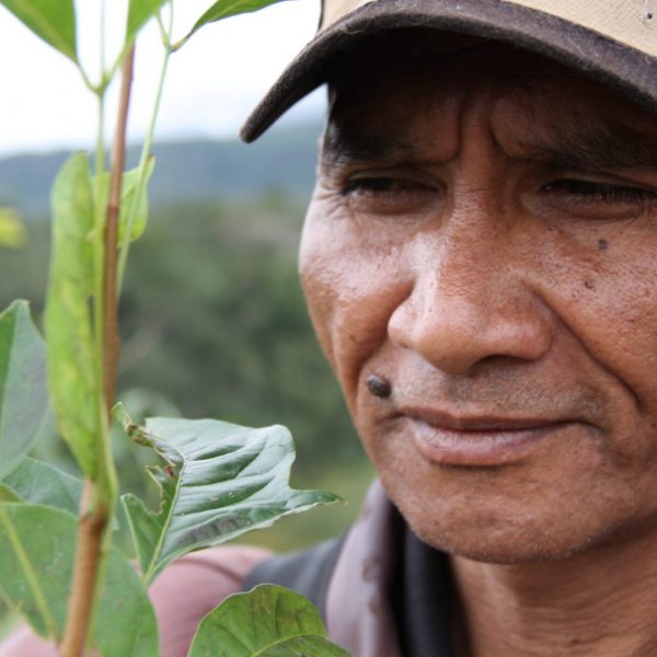 Reforestation - Nordesta partenaire de Gifts for Change