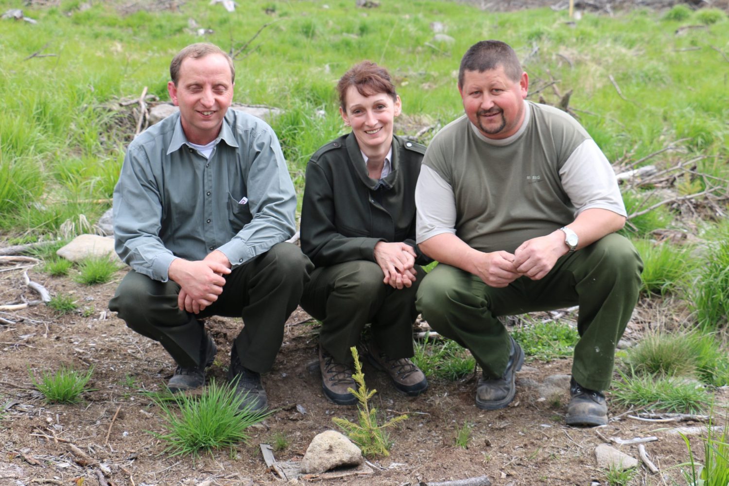 Reforestation Roumanie