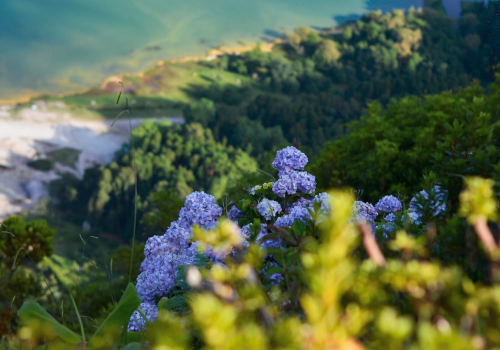 Cause biodiversité - Gifts for Change