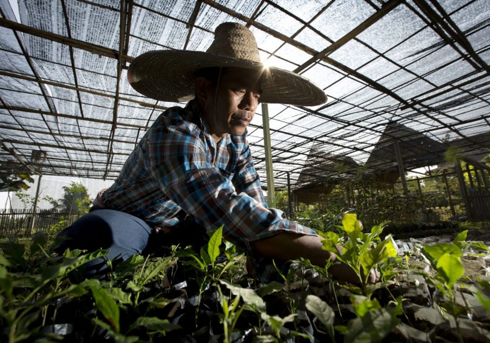 DhammaRakhsa THAILAND