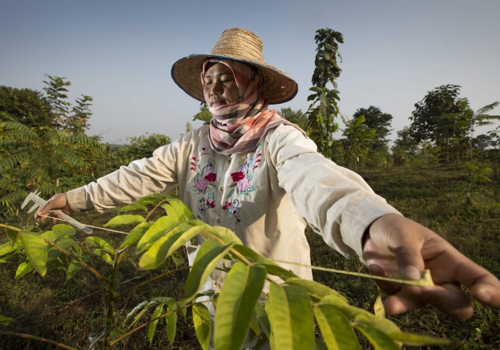 DhammaRakhsa THAILANDE