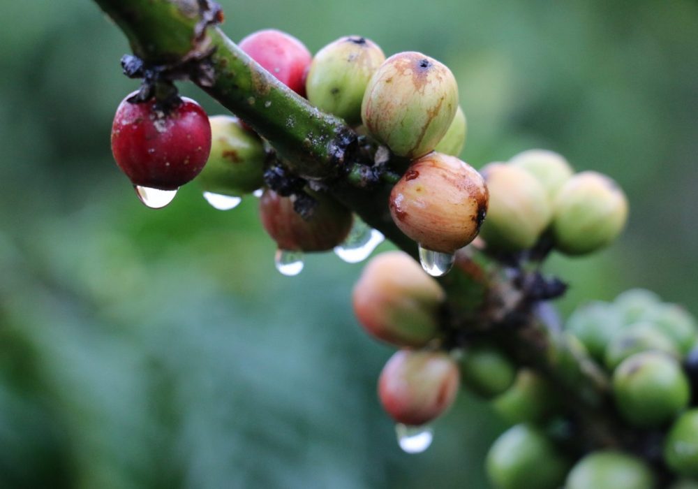 Reforestation - Nordesta partenaire de Gifts for Change