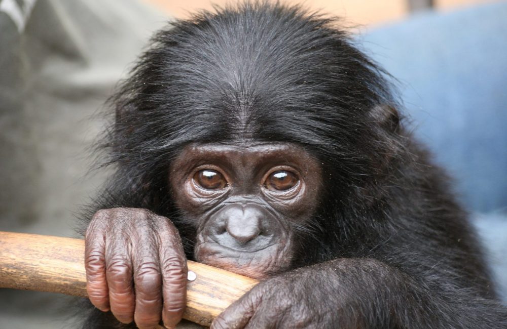 bonobo congo