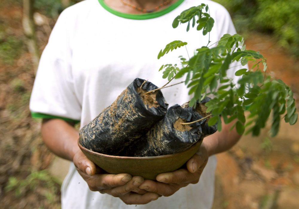 Reforestation pur projet