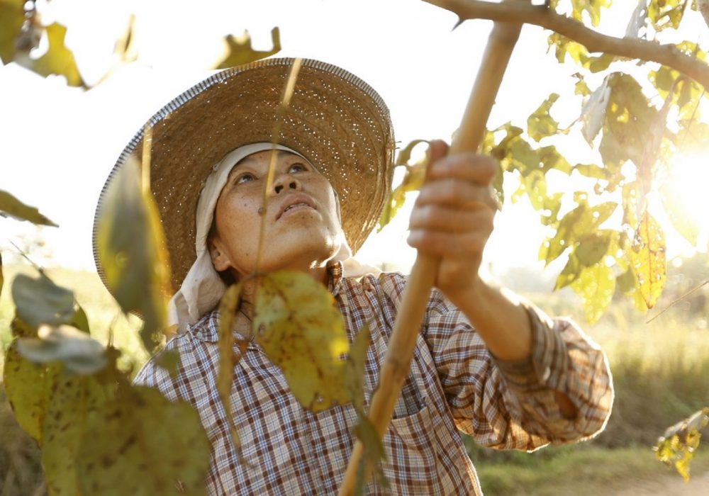 Projet reforestation-Dhamma-Rakhsa-Thailand 1