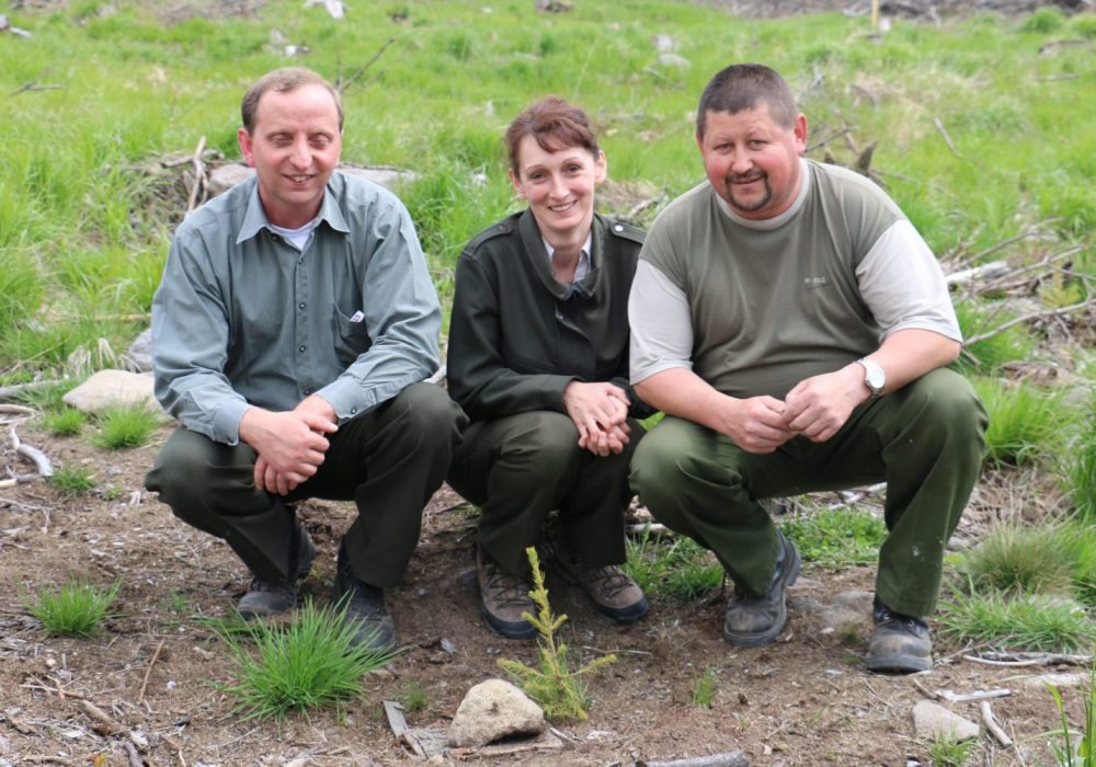 Reforestation Roumanie