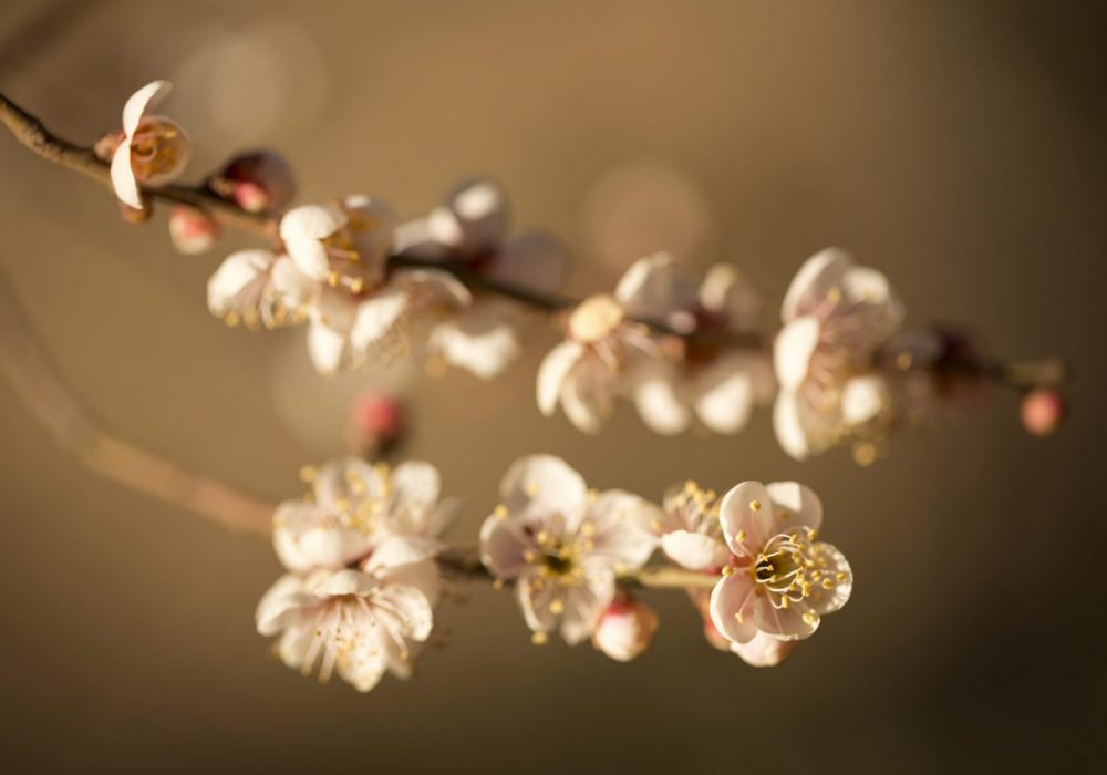 agroforesterie-chine