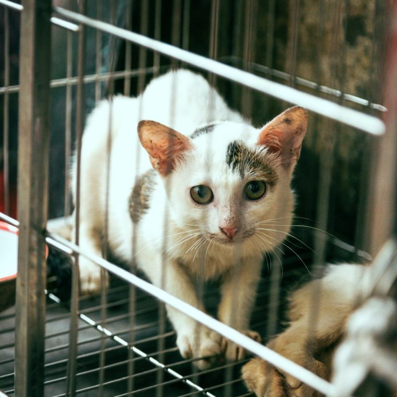 Chats abandonnés association